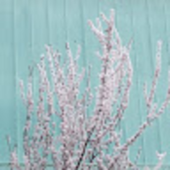 Meet your Posher, Blakely - Picture 1 of 1